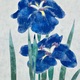 山口華楊 菖蒲 7