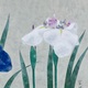 山口華楊 菖蒲 9