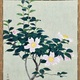 山口華楊 山茶花 2